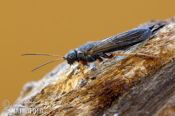 Pilořitka fialová (Sirex juvencus)