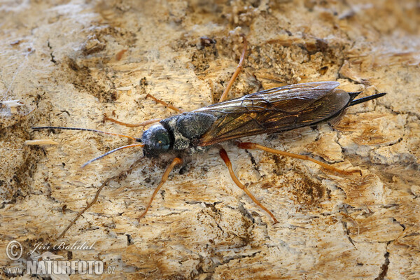 Pilořitka fialová (Sirex juvencus)