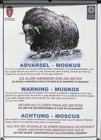 Pižmoň severský (Ovibos moschatus)