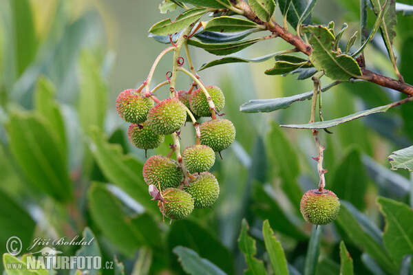 Planika velkoplodá (Arbutus unedo)