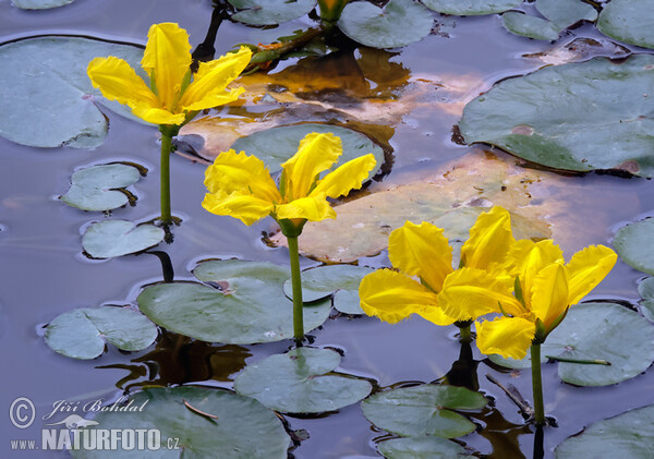 Plavín štítnatý (Nymphoides peltata)