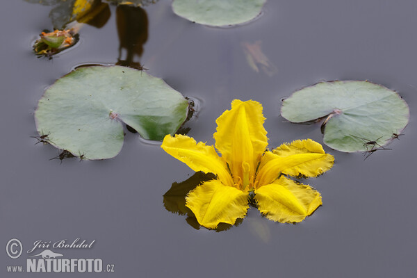 Plavín štítnatý (Nymphoides peltata)