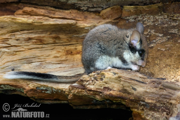 Plch zahradní (Eliomys quercinus)