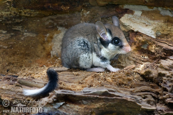 Plch zahradní (Eliomys quercinus)