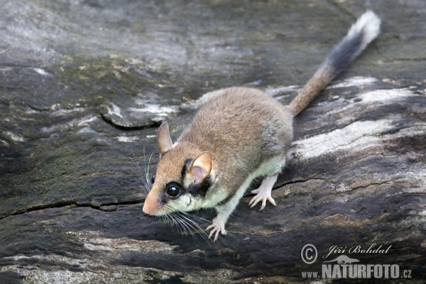 Plch zahradní (Eliomys quercinus)