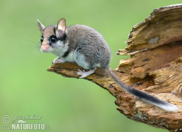 Plch zahradní (Eliomys quercinus)