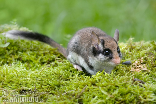 Plch zahradní (Eliomys quercinus)