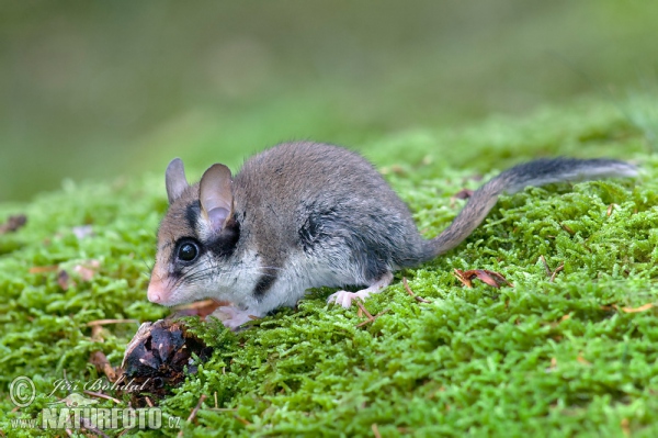 Plch zahradní (Eliomys quercinus)