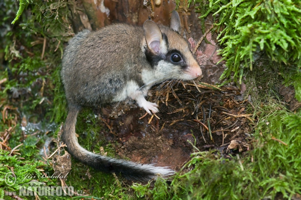 Plch zahradní (Eliomys quercinus)