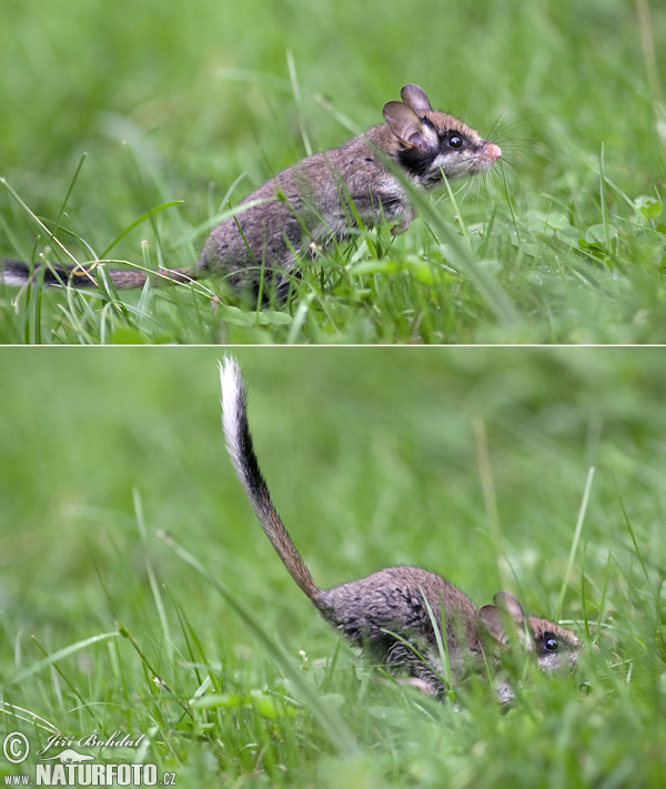 Plch záhradný (Eliomys quercinus)