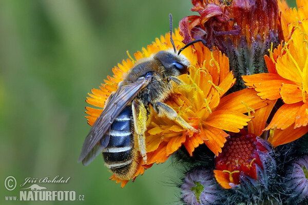 Ploskočelka čtyřpásá (Halictus quadricinctus)