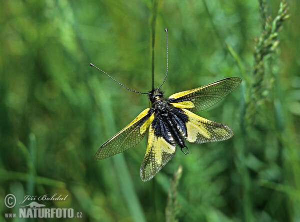 Ploskoroh žlutý (Ascalaphus libelluloides)