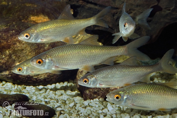 Plotica obyčajná červenooká (Rutilus rutilus)