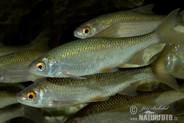 Plotica obyčajná červenooká (Rutilus rutilus)