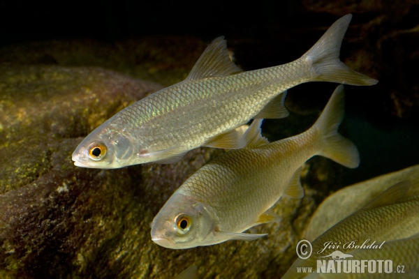 Plotica obyčajná červenooká (Rutilus rutilus)