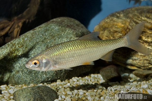 Plotica obyčajná červenooká (Rutilus rutilus)