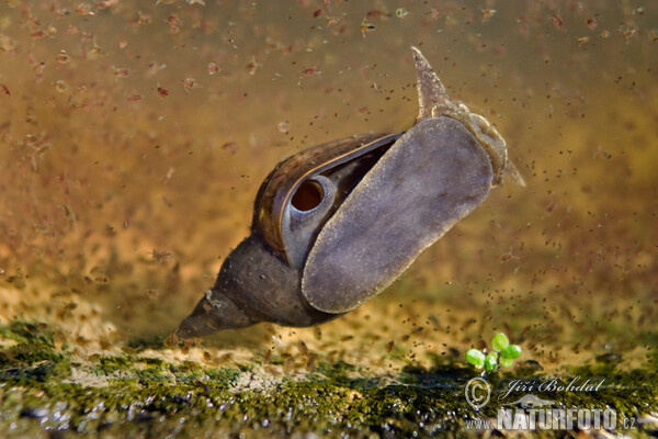 Plovatka bahenní (Lymnaea stagnalis)