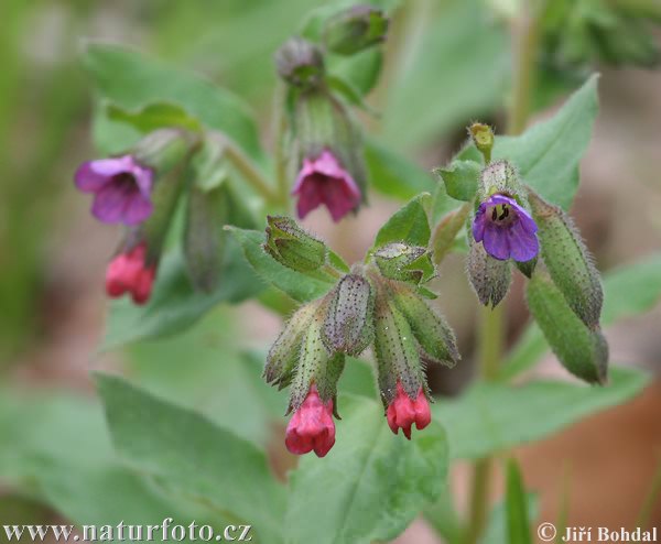 Pľúcnik lekársky (Pulmonaria officinalis)