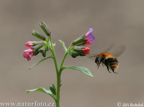 Pľúcnik lekársky (Pulmonaria officinalis)