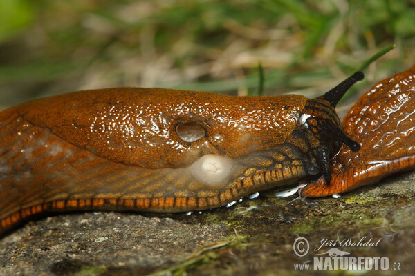 Plzák španělský (Arion lusitanicus)