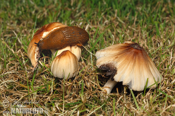 Plzák španělský (Arion lusitanicus)