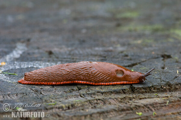 Plzák španělský (Arion lusitanicus)