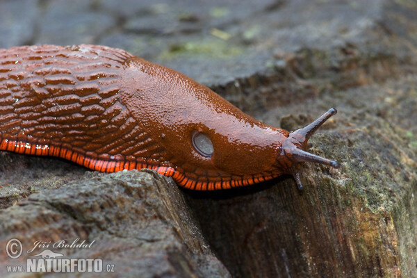 Plzák španělský (Arion lusitanicus)