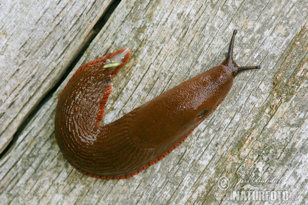 Plzák španělský (Arion lusitanicus)