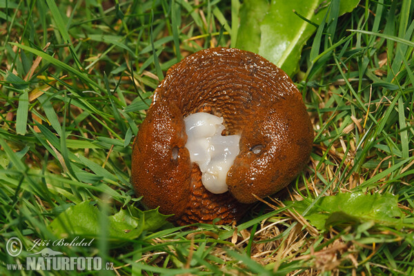 Plzák španělský - kopulace (Arion lusitanicus)