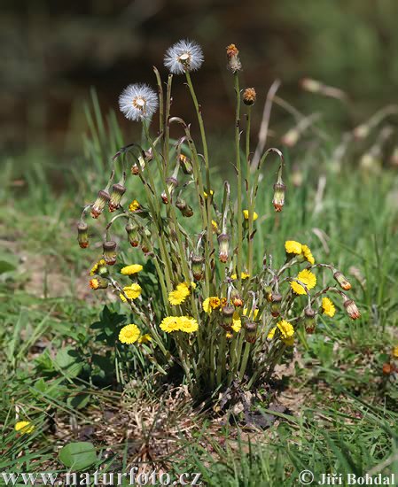 Podbeľ liečivý (Tussilago farfara)