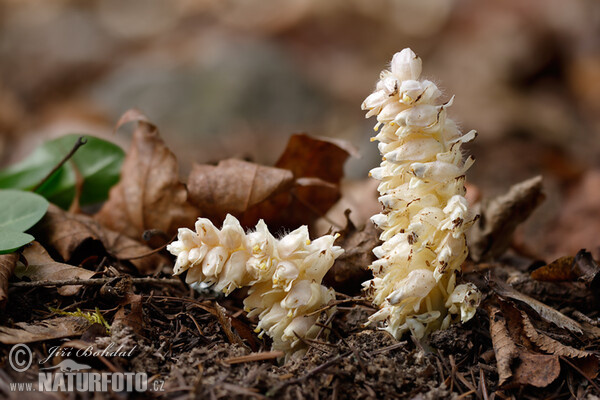 Podbílek šupinatý (Lathraea squamaria)