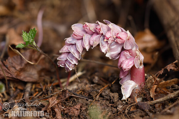 Podbílek šupinatý (Lathraea squamaria)