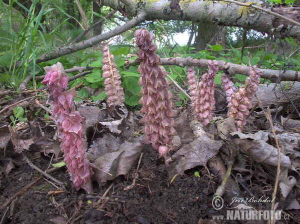 Podbílek šupinatý (Lathraea squamaria)