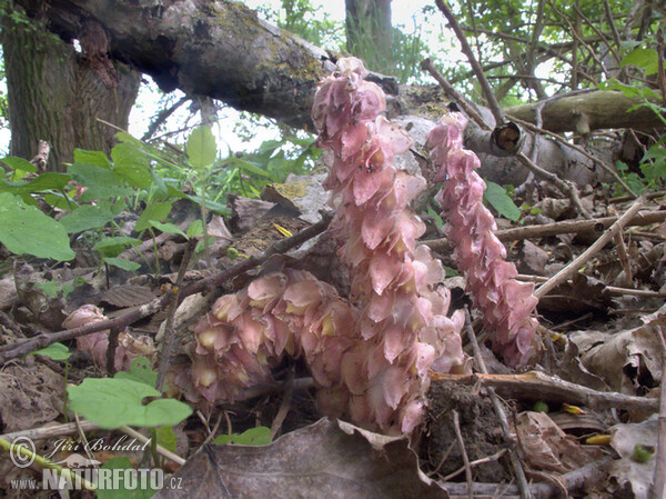 Podbílek šupinatý (Lathraea squamaria)