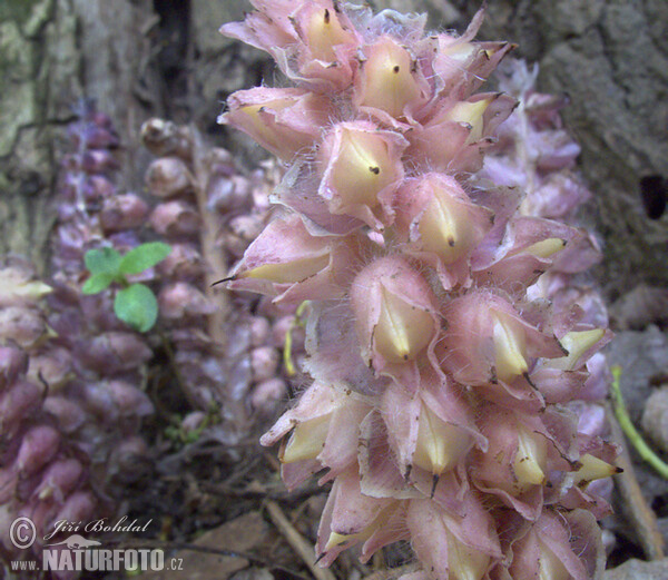 Podbílek šupinatý (Lathraea squamaria)