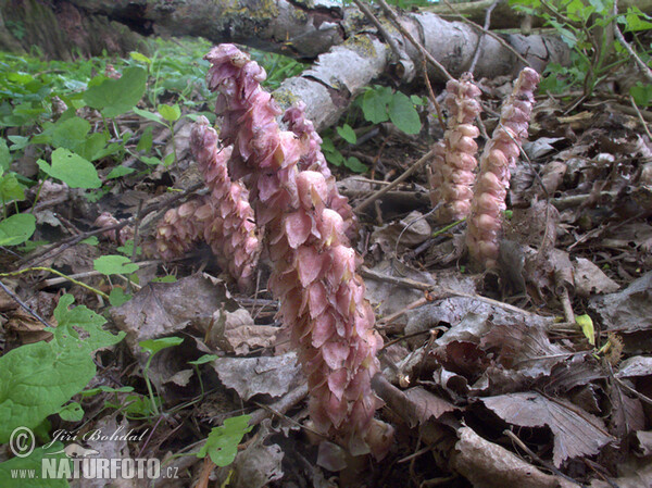 Podbílek šupinatý (Lathraea squamaria)