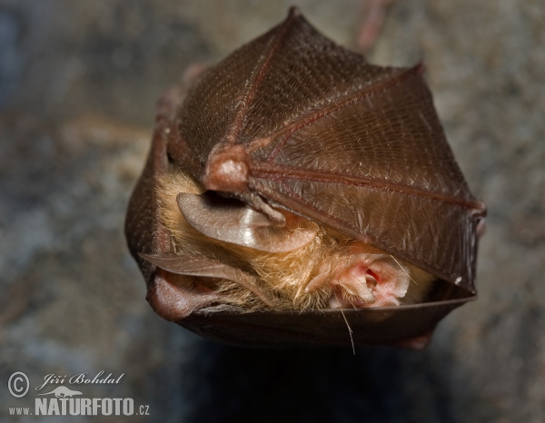 Podkovár krpatý (Rhinolophus hipposideros)