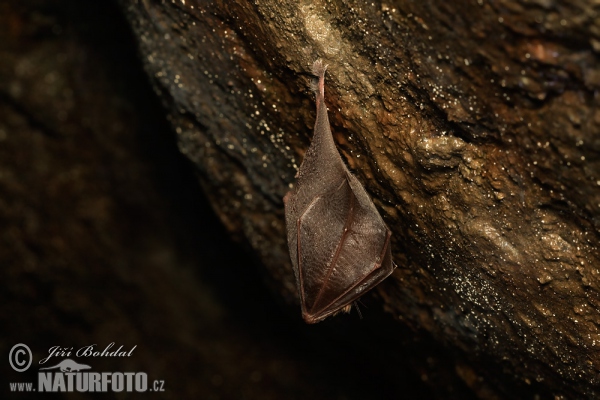 Podkovár krpatý (Rhinolophus hipposideros)