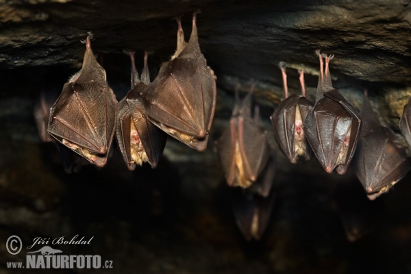 Podkovár krpatý (Rhinolophus hipposideros)