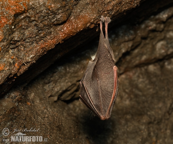 Podkovár krpatý (Rhinolophus hipposideros)