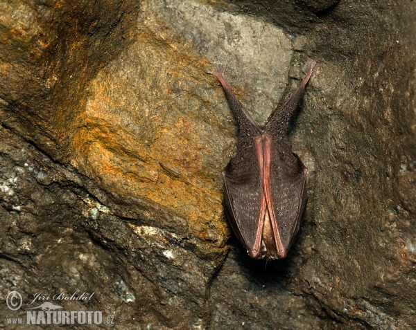 Podkovár krpatý (Rhinolophus hipposideros)