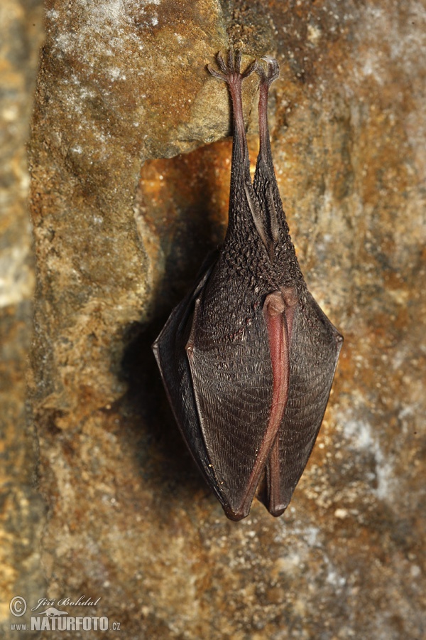 Podkovár krpatý (Rhinolophus hipposideros)