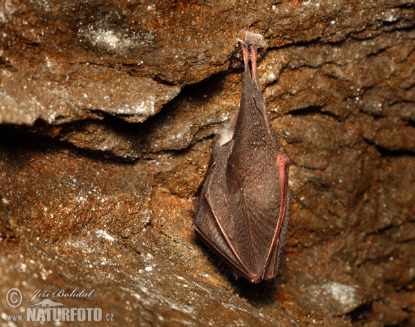 Podkovár krpatý (Rhinolophus hipposideros)