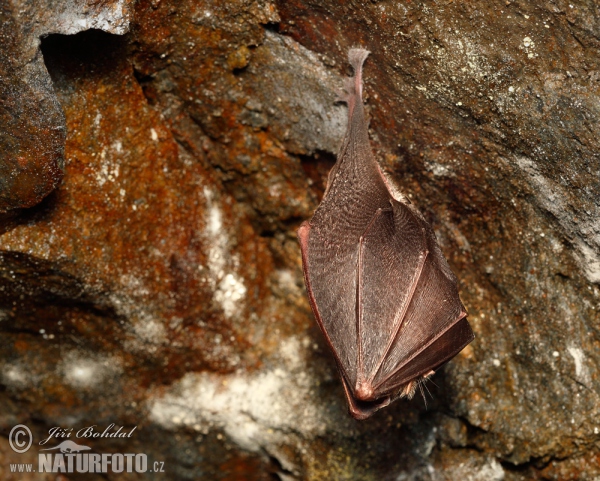 Podkovár krpatý (Rhinolophus hipposideros)