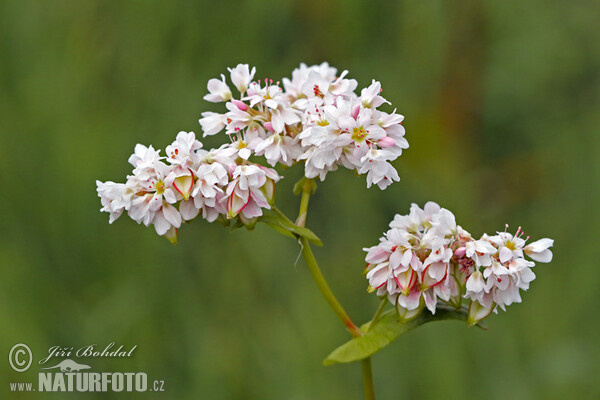 Pohánka jedlá (Fagopyrum esculentum)