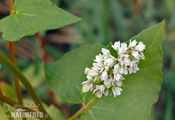 Pohánka jedlá (Fagopyrum esculentum)