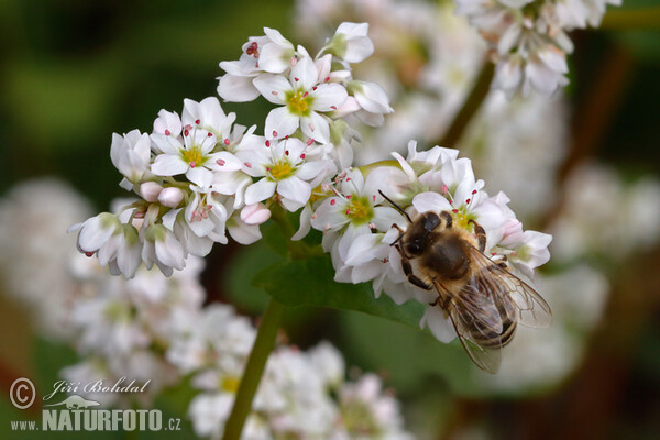 Pohánka jedlá (Fagopyrum esculentum)