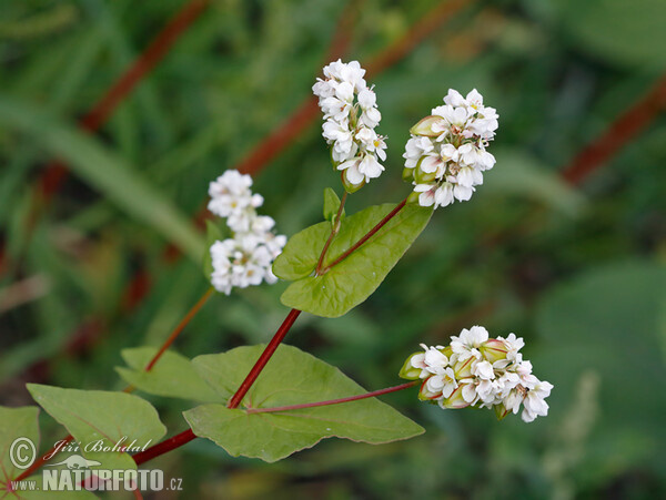 Pohánka jedlá (Fagopyrum esculentum)