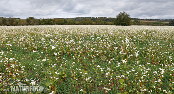 Pohánka jedlá (Fagopyrum esculentum)