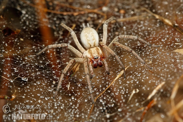 Pokoutník (Agelenidae sp.)